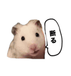 ☆しらすとその仲間たち☆（個別スタンプ：5）