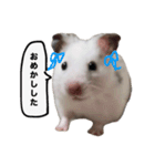 ☆しらすとその仲間たち☆（個別スタンプ：6）