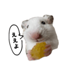 ☆しらすとその仲間たち☆（個別スタンプ：7）