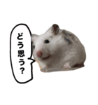 ☆しらすとその仲間たち☆（個別スタンプ：9）