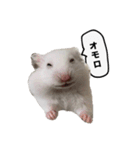 ☆しらすとその仲間たち☆（個別スタンプ：11）
