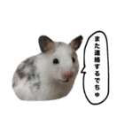 ☆しらすとその仲間たち☆（個別スタンプ：12）
