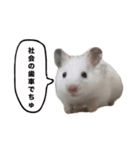 ☆しらすとその仲間たち☆（個別スタンプ：13）
