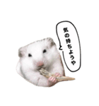 ☆しらすとその仲間たち☆（個別スタンプ：14）