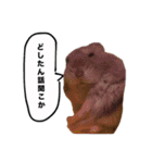 ☆しらすとその仲間たち☆（個別スタンプ：16）