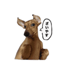 ☆しらすとその仲間たち☆（個別スタンプ：17）