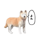 ☆しらすとその仲間たち☆（個別スタンプ：19）