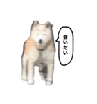 ☆しらすとその仲間たち☆（個別スタンプ：20）