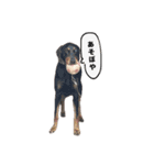 ☆しらすとその仲間たち☆（個別スタンプ：22）
