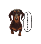☆しらすとその仲間たち☆（個別スタンプ：24）