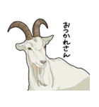 【ごかつら池どうぶつパーク】1周年記念！（個別スタンプ：6）