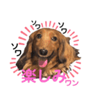 ミニチュアダックスフンド瑠風セレクト（個別スタンプ：8）