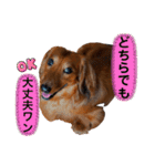 ミニチュアダックスフンド瑠風セレクト（個別スタンプ：9）