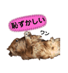 ミニチュアダックスフンド瑠風セレクト（個別スタンプ：14）