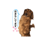ミニチュアダックスフンド瑠風セレクト（個別スタンプ：21）