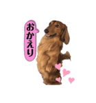 ミニチュアダックスフンド瑠風セレクト（個別スタンプ：27）