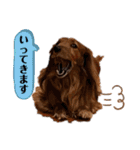 ミニチュアダックスフンド瑠風セレクト（個別スタンプ：29）