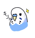 インコのぴーちゃん（と時々キューちゃん）（個別スタンプ：19）