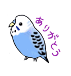 インコのぴーちゃん（と時々キューちゃん）（個別スタンプ：21）