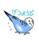 インコのぴーちゃん（と時々キューちゃん）（個別スタンプ：31）