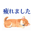 水彩感じる柴犬スタンプ（個別スタンプ：21）