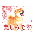 水彩感じる柴犬スタンプ（個別スタンプ：24）