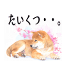 水彩感じる柴犬スタンプ（個別スタンプ：34）