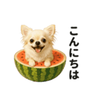ずっと使える♡夏のチワワ（個別スタンプ：1）