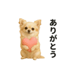 ずっと使える♡夏のチワワ（個別スタンプ：4）
