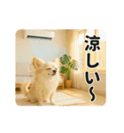 ずっと使える♡夏のチワワ（個別スタンプ：15）