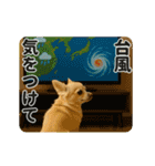 ずっと使える♡夏のチワワ（個別スタンプ：17）
