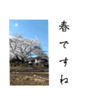 絶景のスタンプです（個別スタンプ：8）