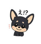 チワワさんあいさつスタンプ（個別スタンプ：1）