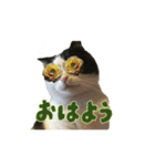 こまちゃん オニャンコラージュver.1.1（個別スタンプ：1）