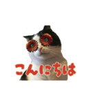 こまちゃん オニャンコラージュver.1.1（個別スタンプ：2）