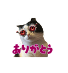 こまちゃん オニャンコラージュver.1.1（個別スタンプ：4）