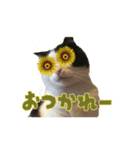 こまちゃん オニャンコラージュver.1.1（個別スタンプ：5）