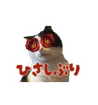 こまちゃん オニャンコラージュver.1.1（個別スタンプ：6）