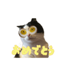 こまちゃん オニャンコラージュver.1.1（個別スタンプ：7）