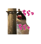 こまちゃん オニャンコラージュver.1.1（個別スタンプ：8）