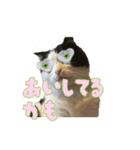 こまちゃん オニャンコラージュver.1.1（個別スタンプ：11）