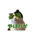 こまちゃん オニャンコラージュver.1.1（個別スタンプ：13）