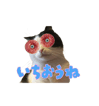 こまちゃん オニャンコラージュver.1.1（個別スタンプ：14）