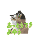 こまちゃん オニャンコラージュver.1.1（個別スタンプ：15）