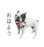 フレブルのデンベくん（個別スタンプ：1）