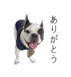 フレブルのデンベくん（個別スタンプ：3）