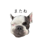 フレブルのデンベくん（個別スタンプ：7）