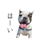 フレブルのデンベくん（個別スタンプ：8）