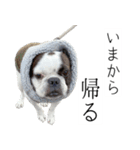 フレブルのデンベくん（個別スタンプ：10）