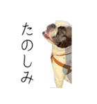 フレブルのデンベくん（個別スタンプ：11）